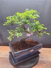 Twisted trunk 10 Yrs Old