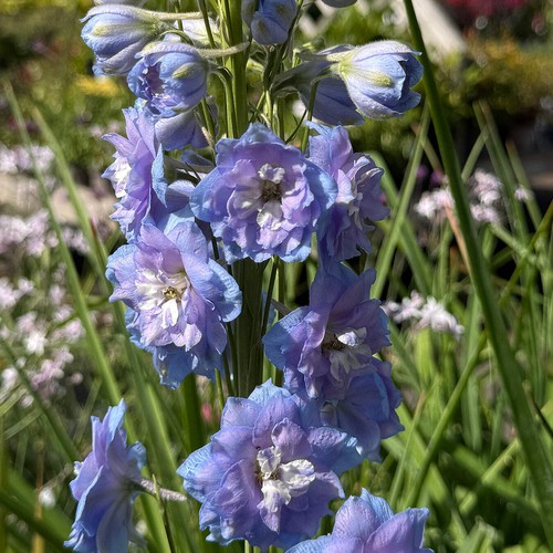 Delphinium blue lace - delphinium,