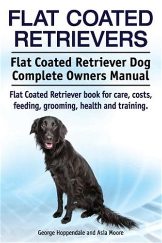 Flat coated retrievers - flat, retrievers.