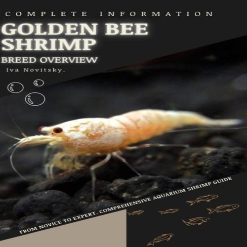 Golden bee shrimp from - shrimp,
