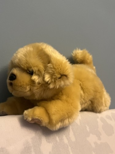 Mate labrador golden - cu-mate,