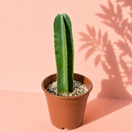 Large columnar cactus - columnar,