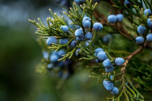 Juniper juniperus - juniper, (juniperus