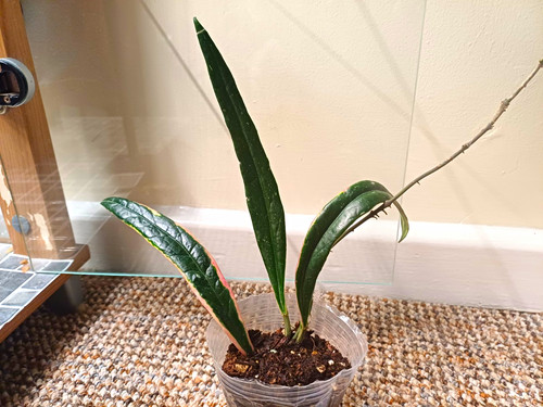Hoya rare sulawesiana albo - rare,