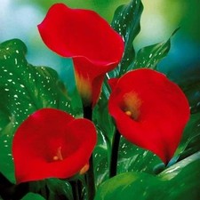 Zantedeschia - RED SOX -