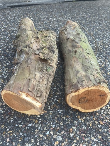 Yew wood logs for - yew,
