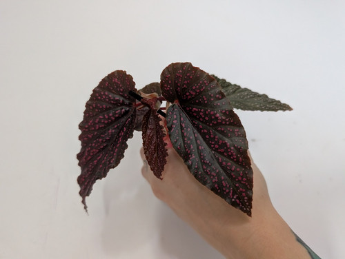 Begonia benigo pink live - begonia,