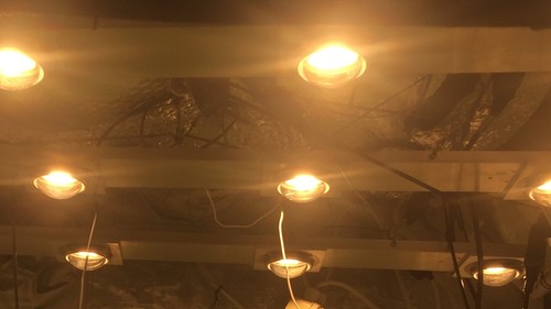 Led grow lights - grow,