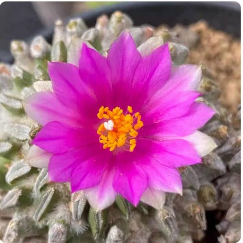 Cactus succulent plant - cactus,