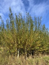 100 willow cuttings FAST Salix