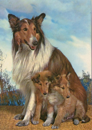 Postcard rough collie dog - rough,