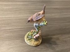 Teviotdale wren on branch by D