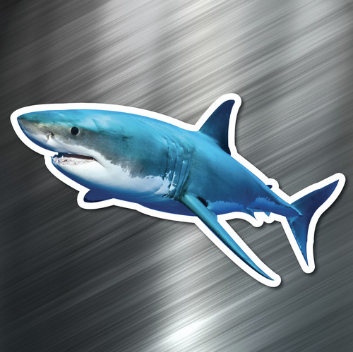 One great white shark - great,