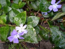 Organic norfolk periwinkle - organic,