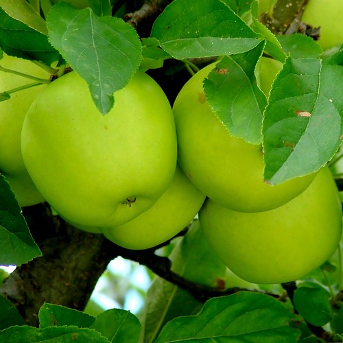 Granny smith apple - granny,