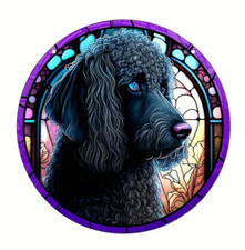 CURLY BLACK LABRADOODLE /