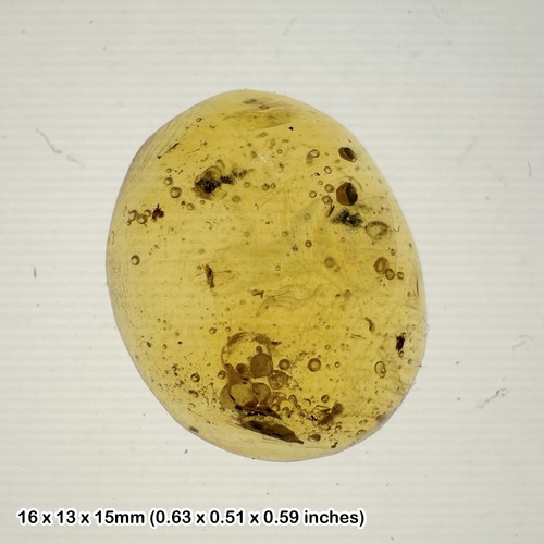 Burmese cretaceous amber with