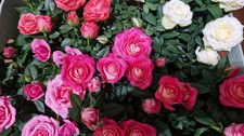  6 Miniature Roses  Mixed