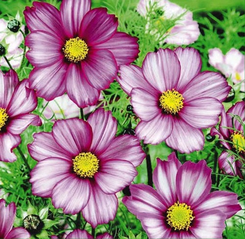 Cosmos bipinnatus dwarf - -,