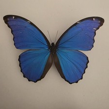 Morpho Didius the blue Morpho