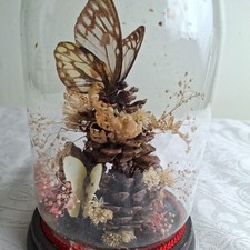 Taxidermy Butterflys under