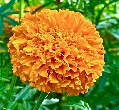 African marigold tall - marigold,
