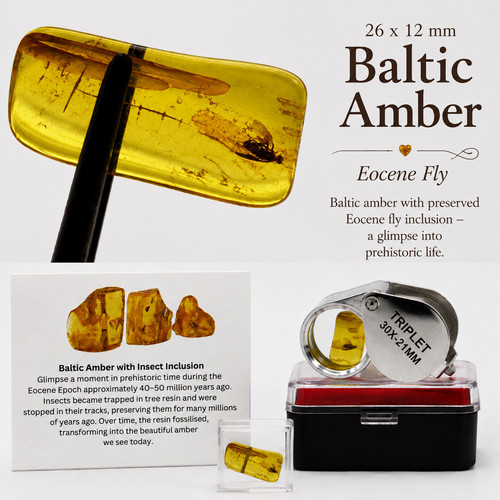 Baltic amber fly eocene - fly,