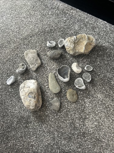 Fossils bundle - fossils,
