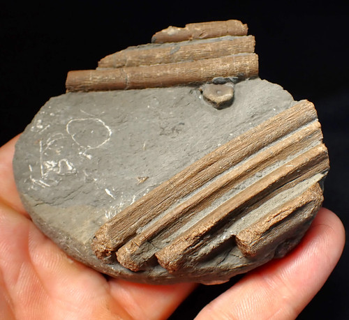 Jurassic ichthyosaur ribcage
