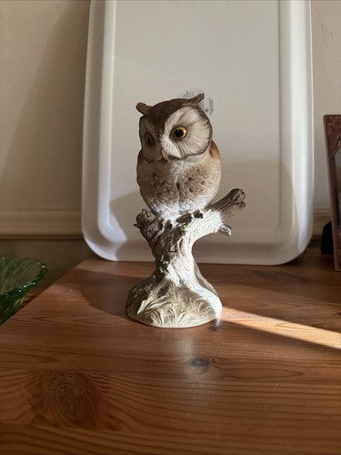 Aynsley scops owl - aynsley,