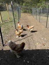 Splash Brahma Hatching Eggs