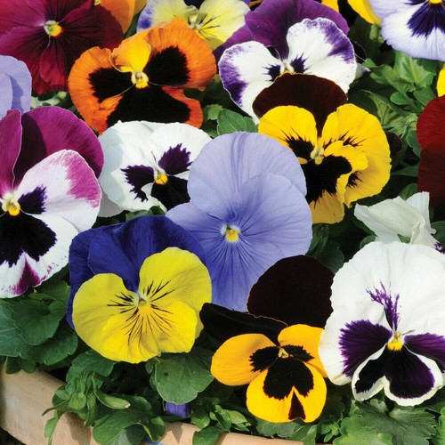 Pansy matrix mixed - t&m,