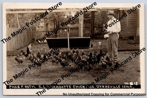 Chicken breed advertising rppc - advertising,