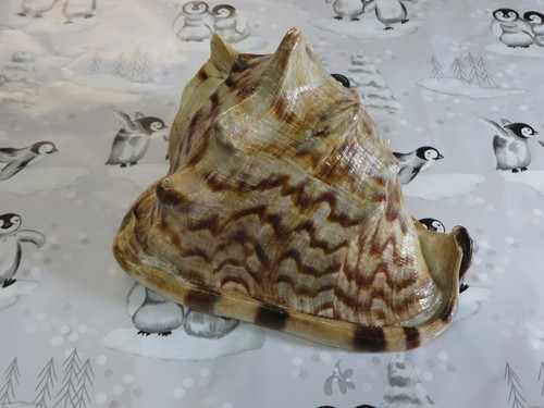 Large queen horned - horned, helmet