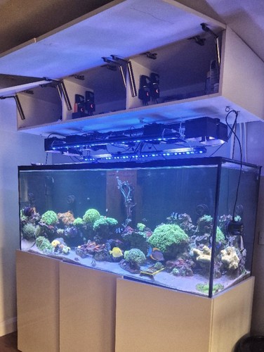 Rea sea reefled - sea,