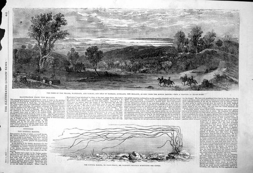 Antique print zostera marina - print,