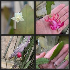 Various unrooted