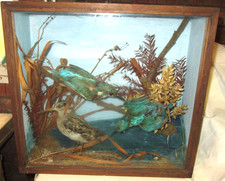 Taxidermy Kingfishers x2 and Snipe in Display Box
