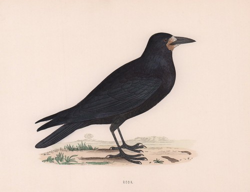 Rook morris british birds - morris's,