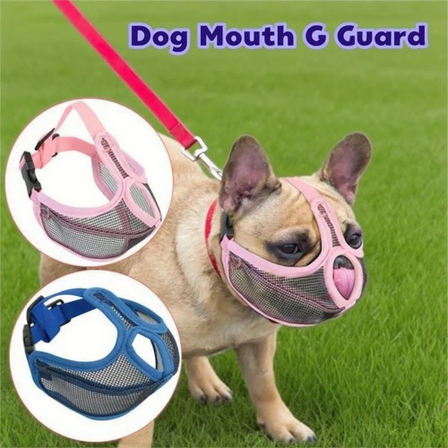 Short snout dog muzzle - dog,