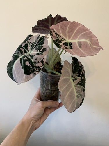 Chucky corm alocasia black - chucky,