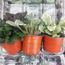 Ajuga Mix Of 3 Potted Plants