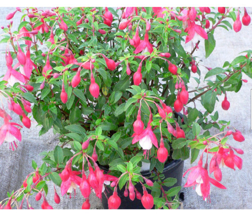 Hardy fuchsia plant - hardy, thumb