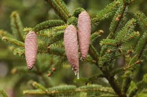Norway spruce seeds picea - seeds,