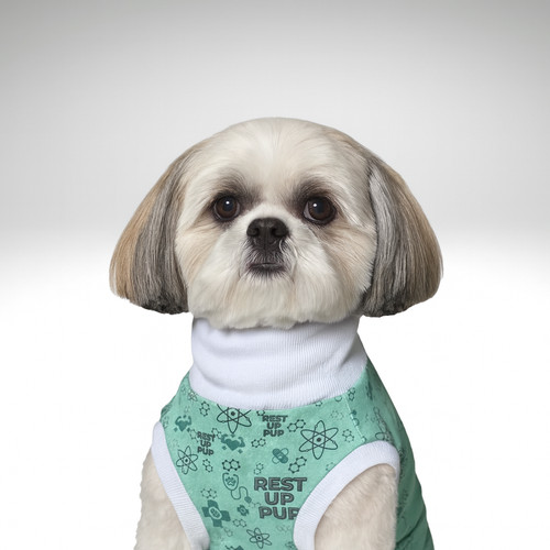 Shih tzu dog surgery - tzu, suit