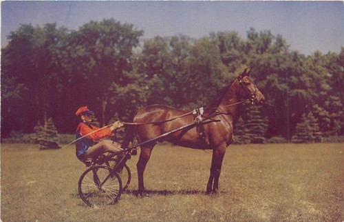 Postcard 121 harness horse - postcard,