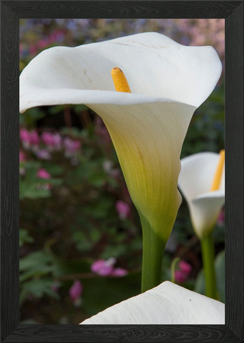 Calla lily the garden - calla,
