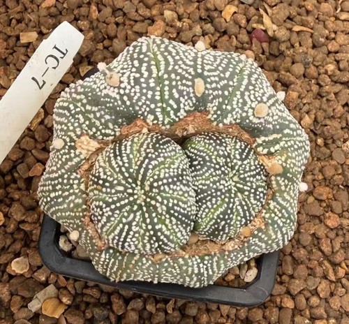 Sale multi heads rare plant - sale,