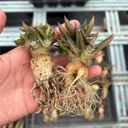 5cm 1pieces cactis - 3-3.5cm, live