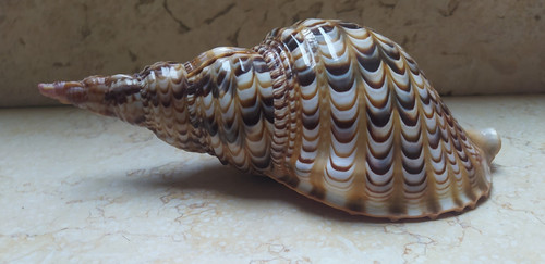Charonia tritonis trumpet - tritonis,